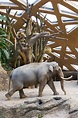 Themendossier Kaeng Krachan Elefantenpark | Zoo Zürich