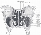 Nasal meatus - Wikipedia