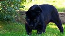 Tudo Sobre a Pantera Negra Animal: Que Espécie é essa? | Mundo Ecologia