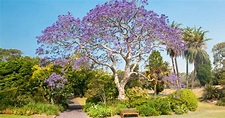27 Flowering Trees In California (Purple / White / Yellow ) - ProGardenTips