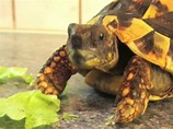 Rezept Schildkrötensuppe, Schildi - Griechische Landschildkröte - YouTube
