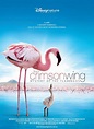 Das Geheimnis der Flamingos: DVD oder Blu-ray leihen - VIDEOBUSTER.de