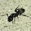 Carpenter Ant Pictures