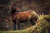 Andalusier Hengst im Herbst | Pferdefotografie in der Schweiz ...