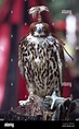 Hooded falcon at Creusot medieval festival, Burgundy, France Stock ...