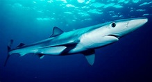 Tintorera o tiburón azul :: Imágenes y fotos