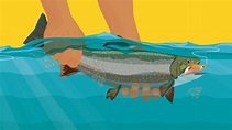 How to Catch and Release a Fish | PartSelect.com