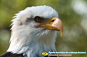 ORNITOLOGIA: Águia-de-cabeça-branca (Haliaeetus leucocephalus)