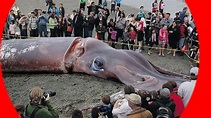 GIANT SQUID found! 50-foot-long, washed-up on beach, Punakaiki, New ...