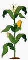Planta de maíz en el fondo blanco Vector Premium | Como plantar milho ...