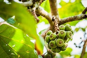 9 Species of Fig Trees for Indoor and Outdoor Gardening