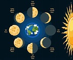Diagrama de fases de la luna básica | Vector Premium