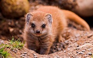 animals, Mammals, Mongoose Wallpapers HD / Desktop and Mobile Backgrounds