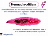 Hermaphroditism: Types, Signs, Diagnosis & Treatment