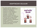 Adaptacion celular