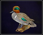 Greenwing Teal Mounts | *** Waterfowl Taxidermy *** Upland Taxidermy ...