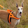 Unleash the Best: Top 10 Dog Harnesses for a Comfy and Safe Walking ...