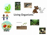 Top 156 + Living organisms animals - Lifewithvernonhoward.com