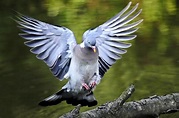 Taube im Landeanflug Foto & Bild | tiere, wildlife, wild lebende vögel ...