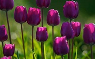 Tulipan | Origen, Historia, Significado, Usos, Cuidados y Mas