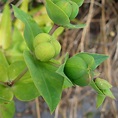 Euphorbia lathyris - Epurge - Euphorbe des Jardins bisannuelle - Herbe ...