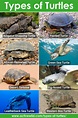 Types Of Turtles With Pictures, List Of Interesting Turtle Species