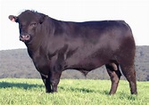 The American Cowboy Chronicles: Angus Cattle - "The Business Breed"