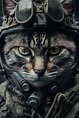 Soldier Army Cat Dressed in Full Military Combat Gear Stock ...