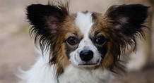 Papillon Mixes - Which One Is Right For You?