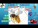 biotaxia animal II 1ROSEC - YouTube