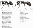 Carpenter Ant vs Black Ant