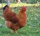 15 Largest Chicken Breeds (With Pictures) | Know Your Chickens