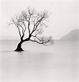 On line exhibition: Michael Kenna - Philosopher's Tree - View Camera ...