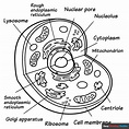 Animal Cell Coloring Page | Easy Drawing Guides