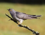 Details : Common Cuckoo - BirdGuides