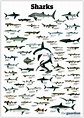 Types Of Sharks