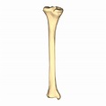 File:Left tibia - close up - posterior view.png - Wikimedia Commons