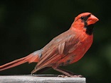 Cardinal (bird) - Wikipedia