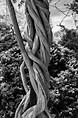 Column of Twisted Vines - Black and White Photograph in 2023 | Black ...