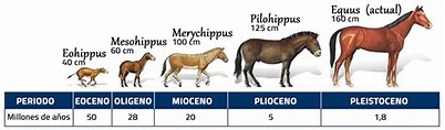 Información sobre los caballos y características Paracaballos.com