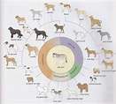 The Domestication of the Dog, Fox, Cattle and Sheep | HubPages