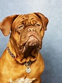 Bordeaux Dogge ☀️ » Rasseportrait, Wesen / Charakter, Züchter