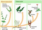 9.4: Early Evolution of Plants - Biology LibreTexts