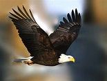 Bald Eagles | Victoria, BC | Eagle Wing Tours