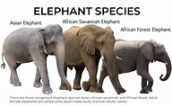 Elephant Characteristics | World Elephant Alliance