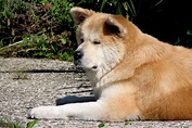 File:Akita Inu.jpg - Wikipedia