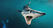 Tiburón mako, el relámpago del mar - National Geographic en Español