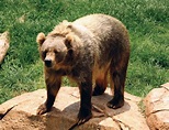 Kodiak bear | Size, Habitat, & Facts | Britannica