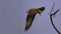 File:Laggar Falcon in Flight.jpg