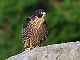Peregrine falcon - Wikipedia